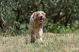 SETTER ANGLAIS 200